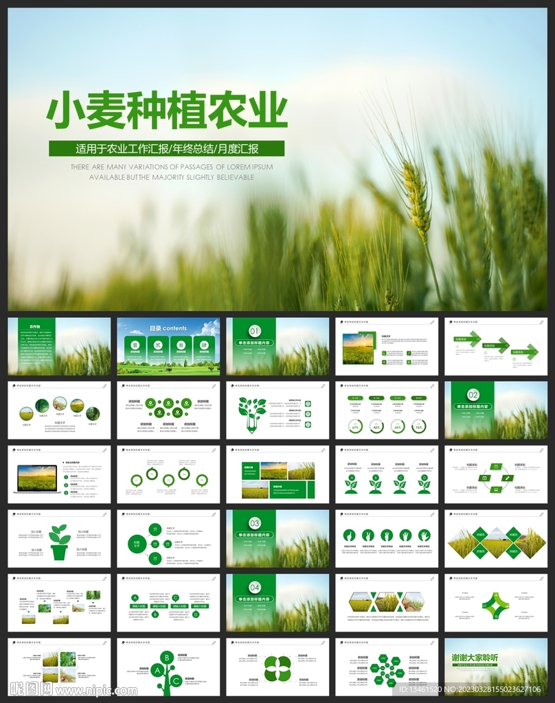 小麥種植綠色有機農(nóng)業(yè)水稻PPT