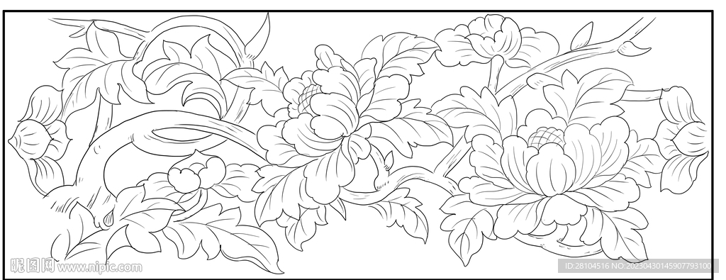 牡丹花