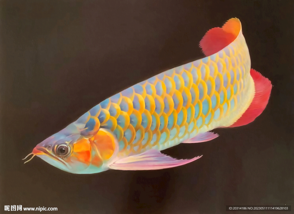 手繪金龍魚油畫