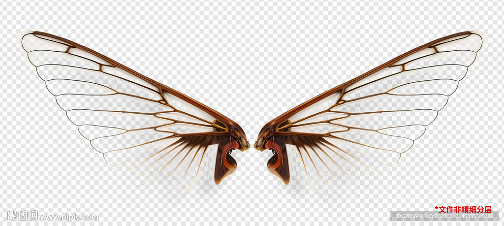 昆虫翅膀薄翼