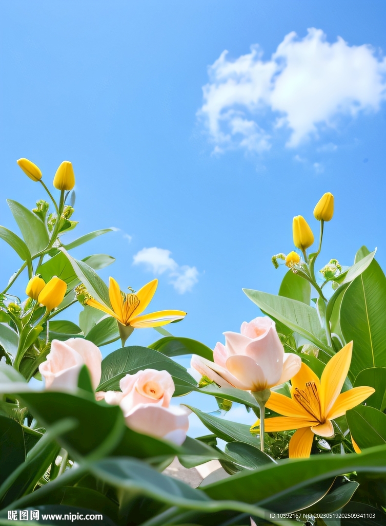 花朵自然特写淘宝电商海报背景图