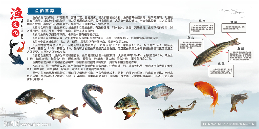 鱼文化鱼类介绍