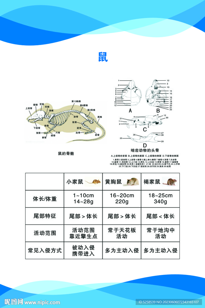 鼠