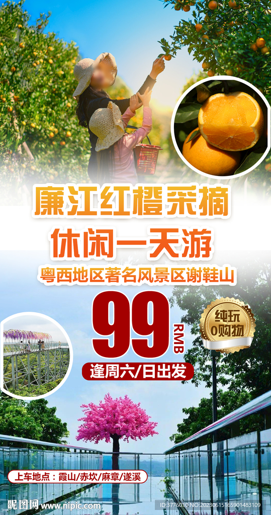 廣東廉江紅橙采摘