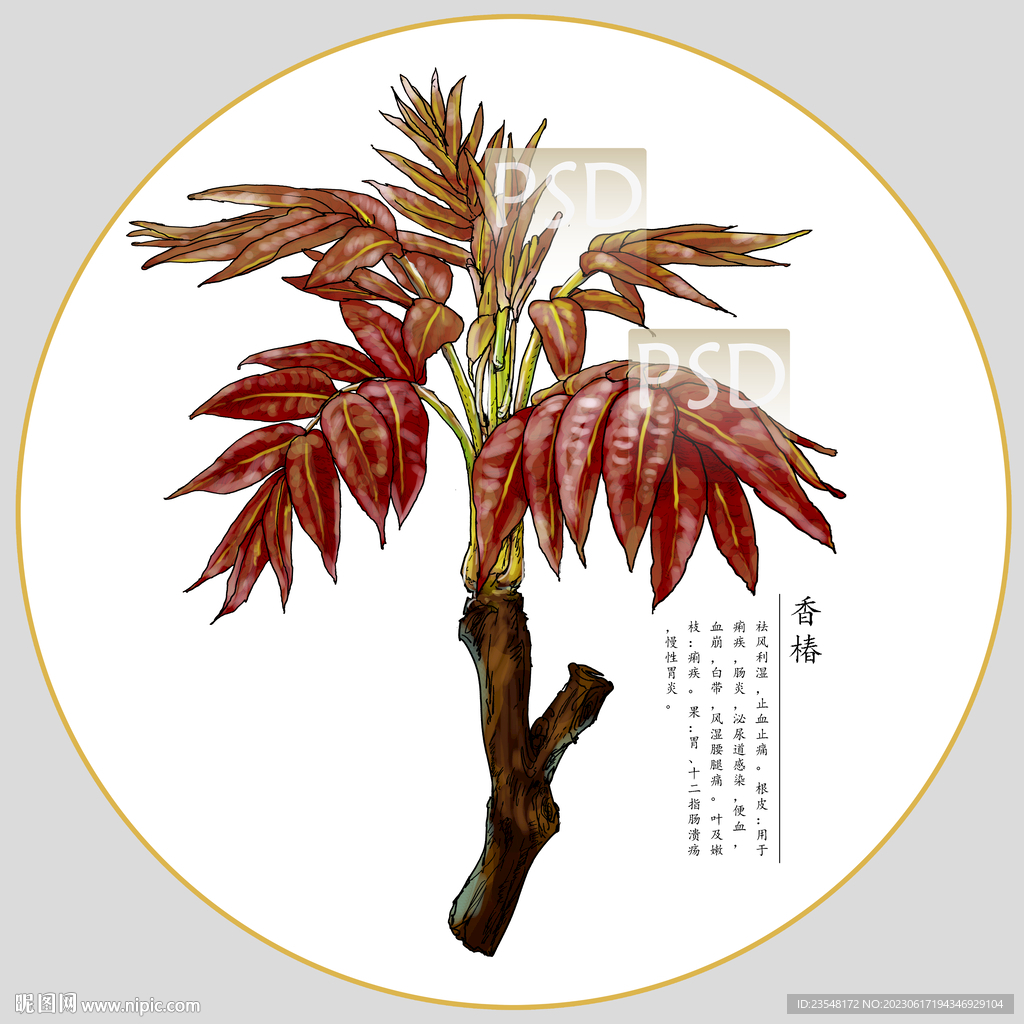 香椿包裝插畫(huà)