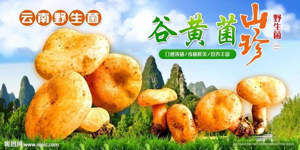 野生菌