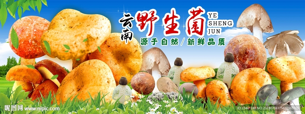 野生菌海報