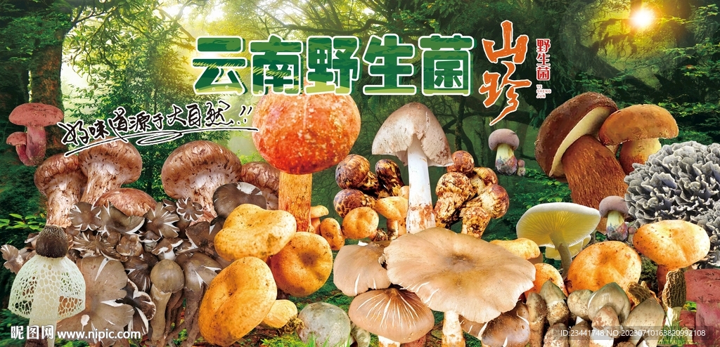 野生菌海報