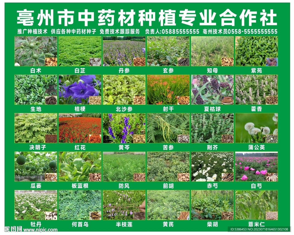 藥材掛畫
