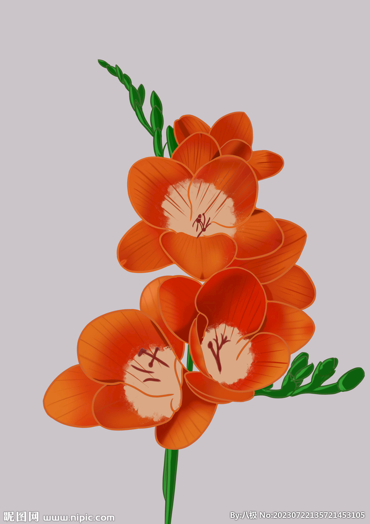 花卉插畫