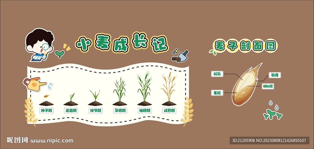 小麥