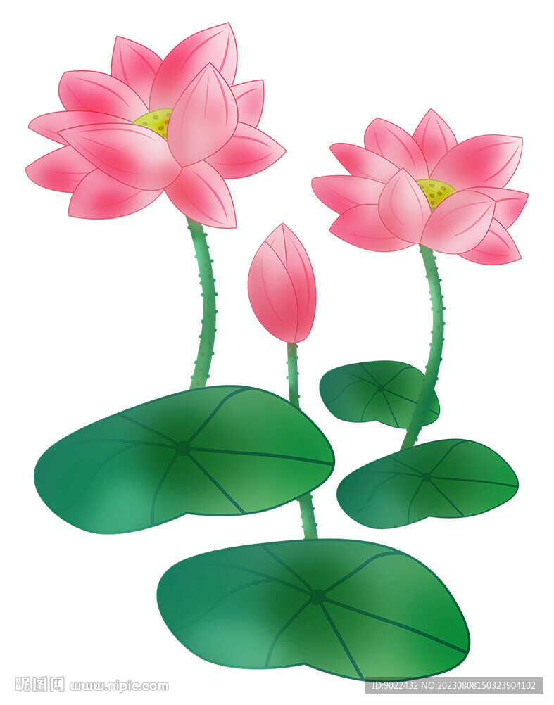 荷花