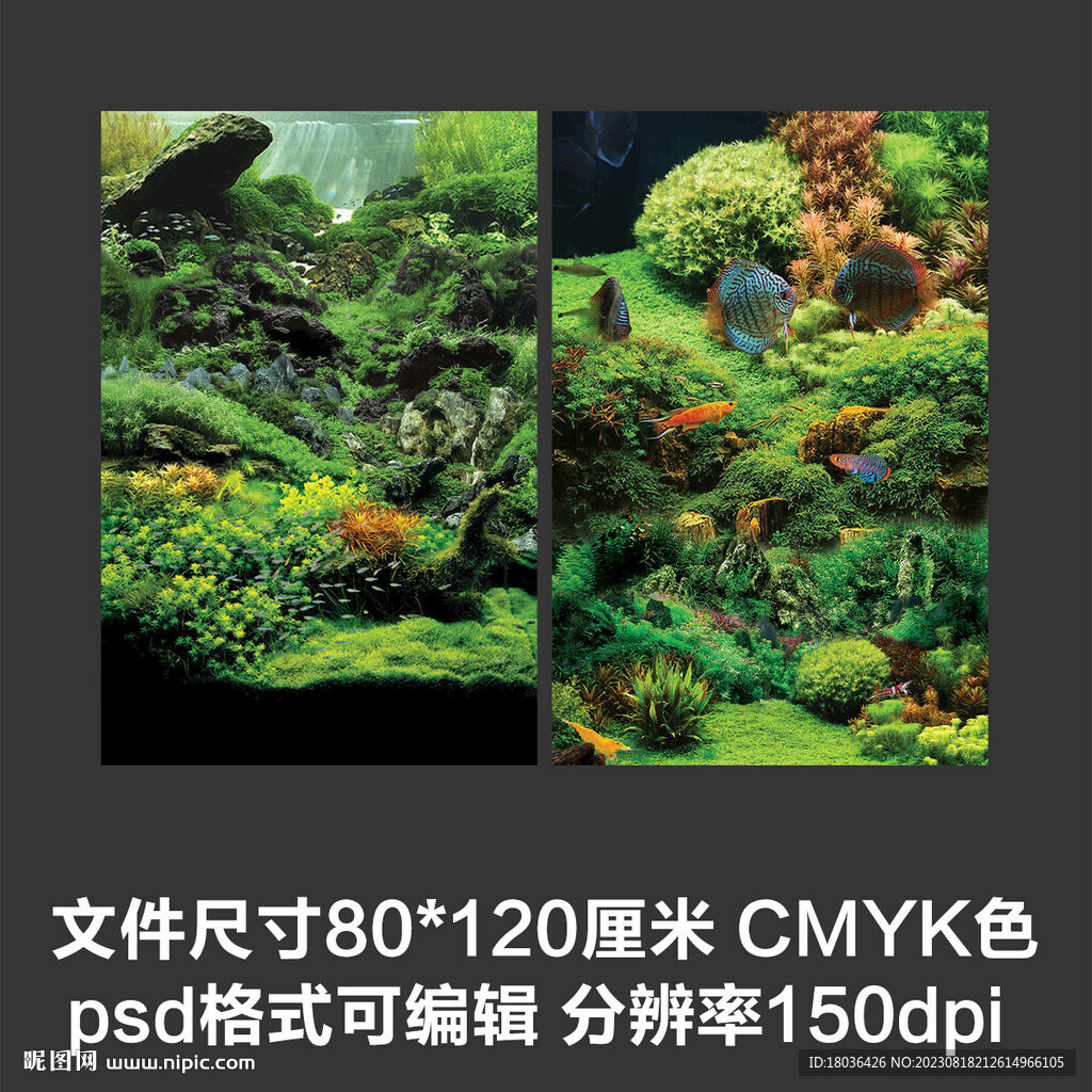 水草觀賞魚(yú)空氣缸海報(bào)壁紙