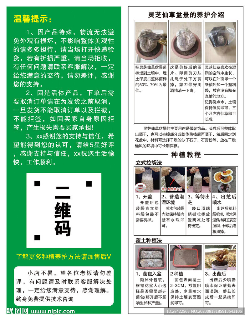 靈芝種植