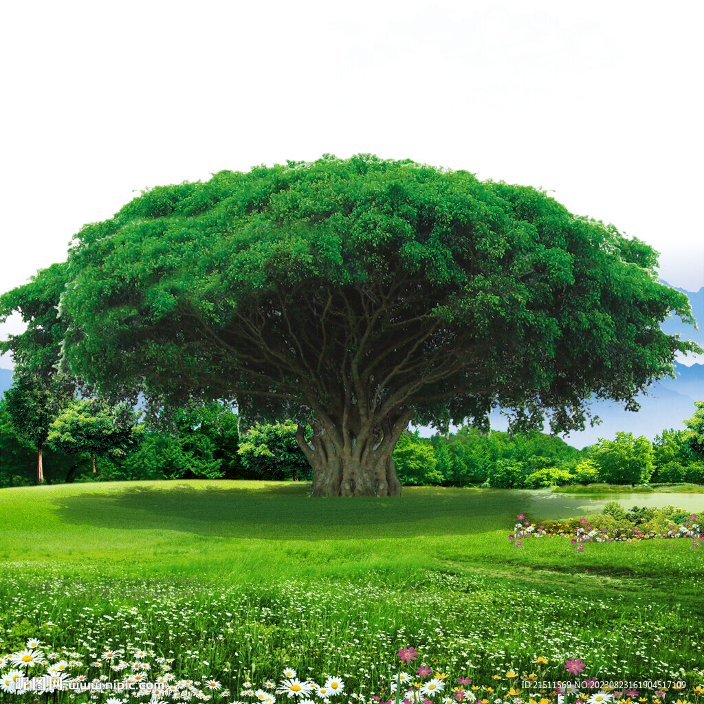 大樹草地