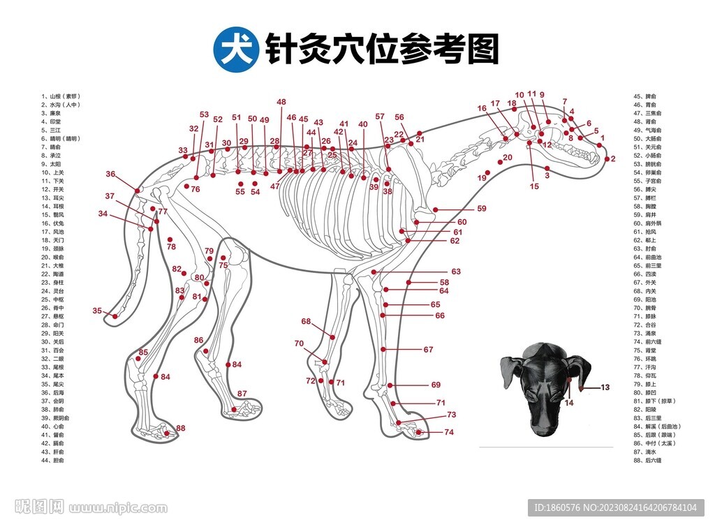 犬針灸穴位圖