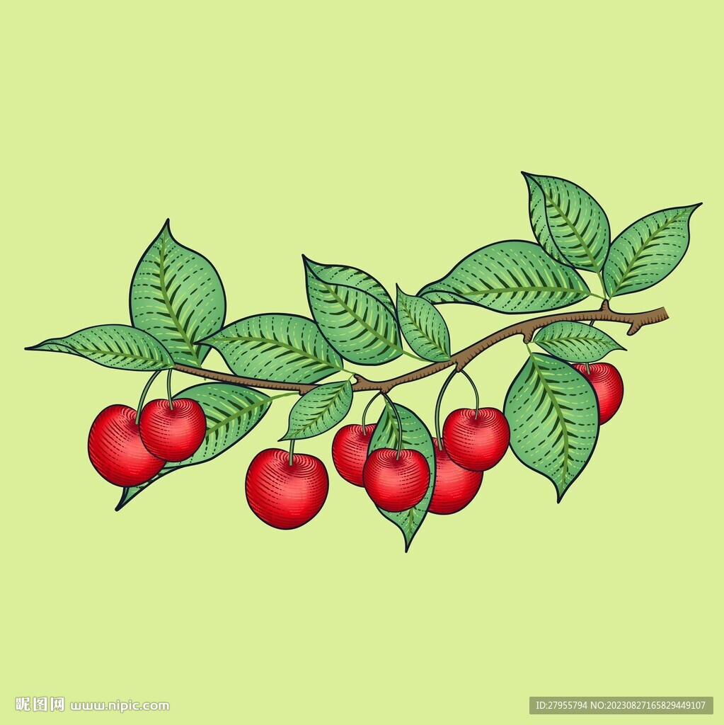 櫻桃矢量插畫