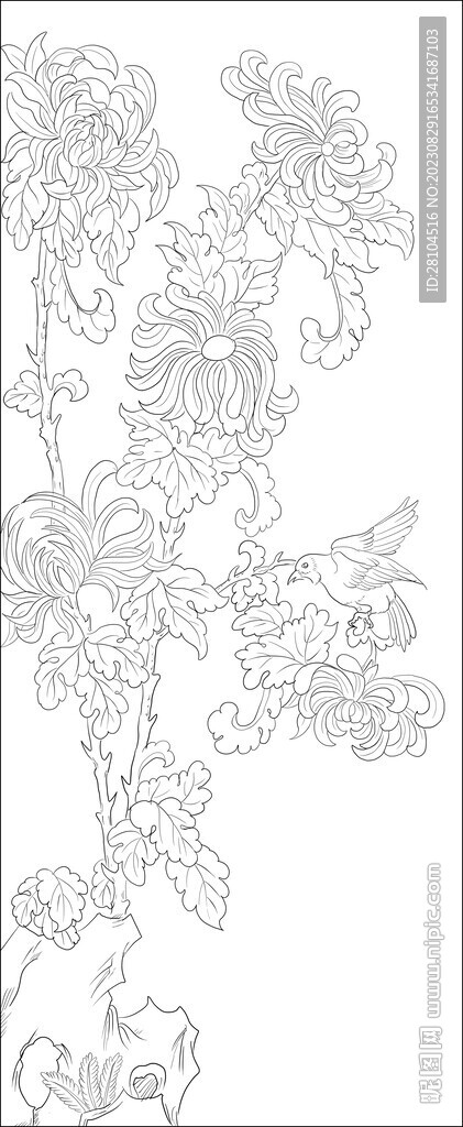 菊花 