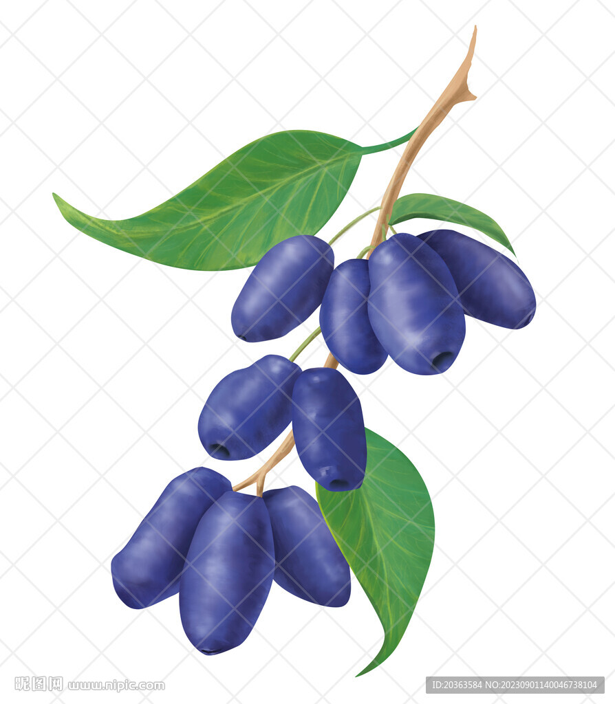 手繪藍靛果插畫
