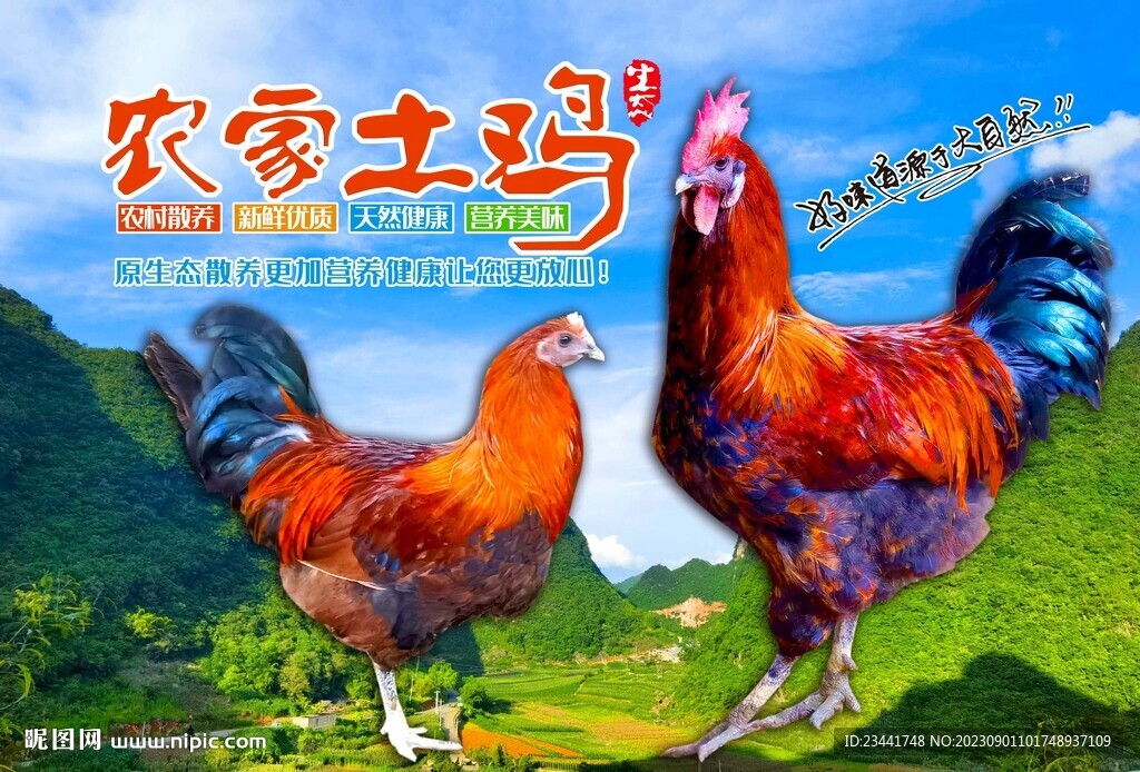 農家土雞