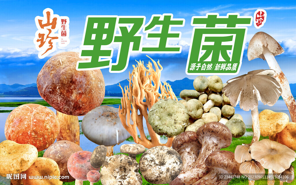 野生菌海報