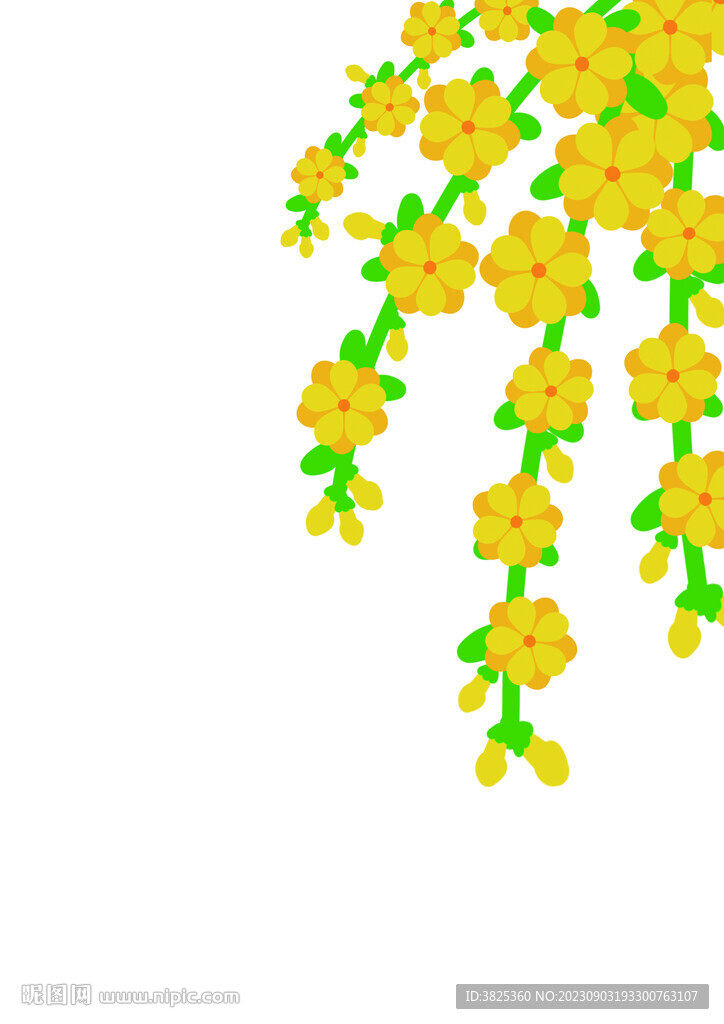 迎春花