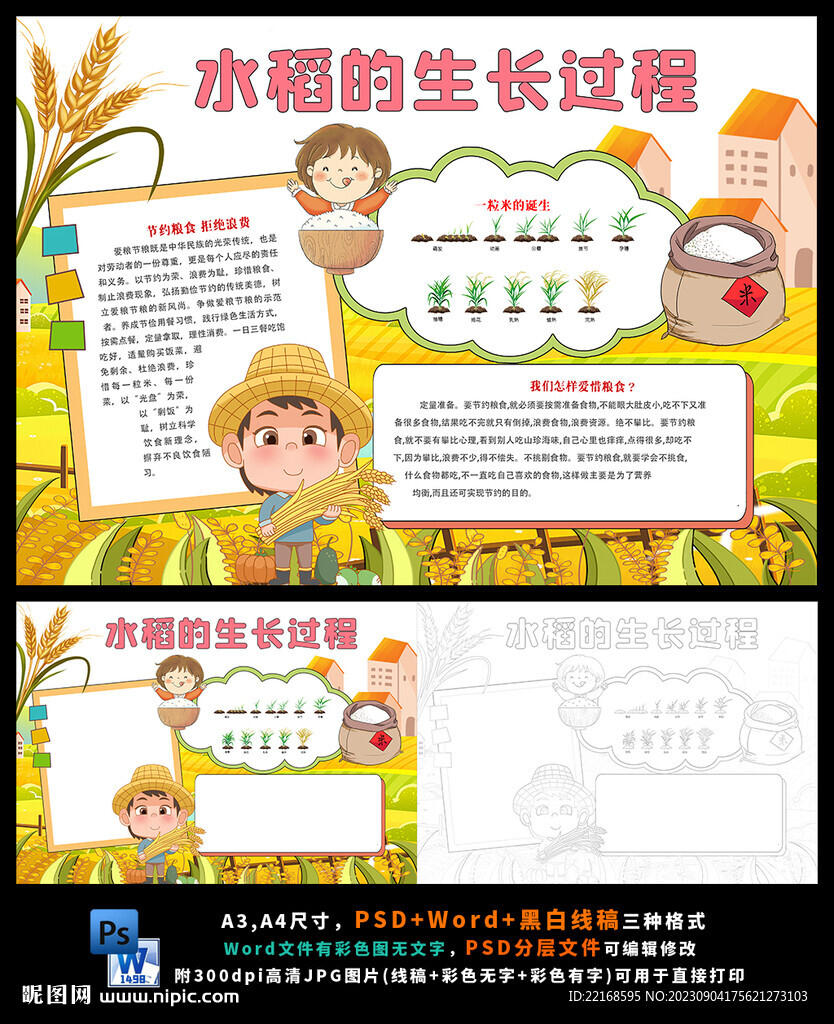 水稻的生長過程糧食小報