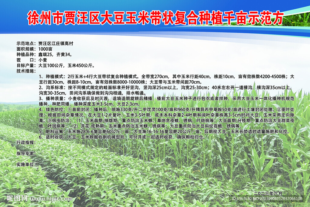 大豆玉米帶狀復合種植