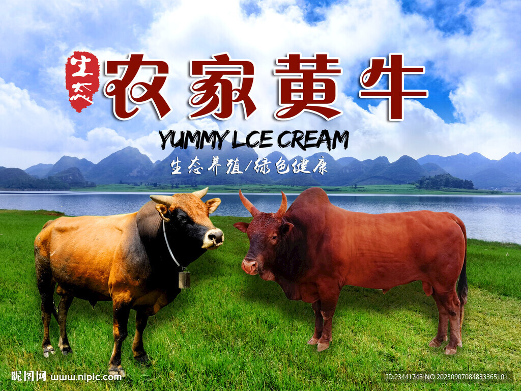 農家黃牛