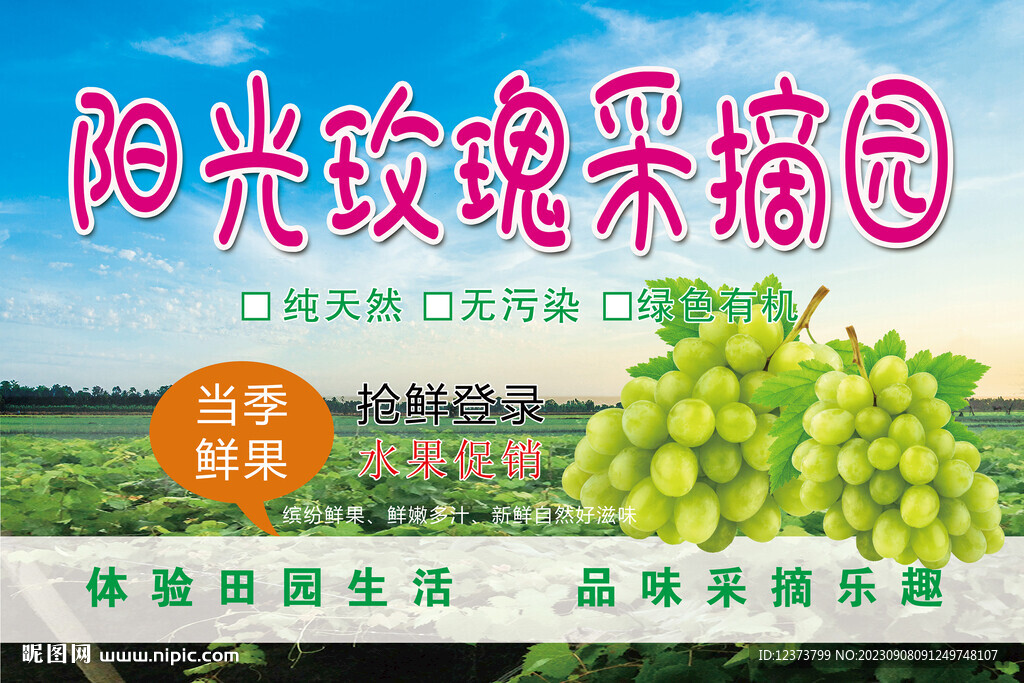 陽光玫瑰采摘園