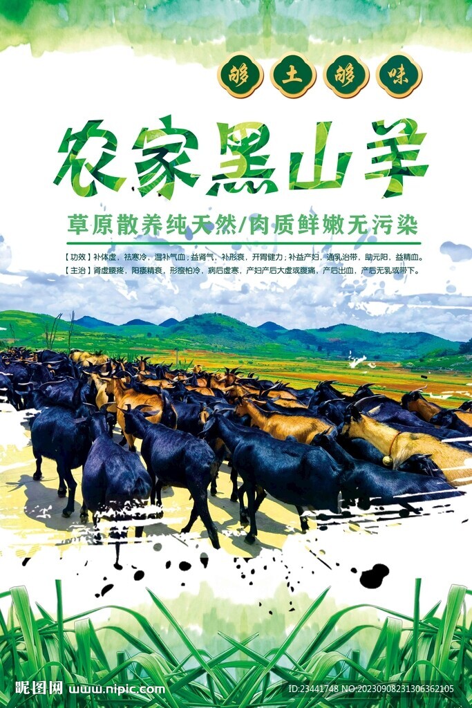 農(nóng)家黑山羊
