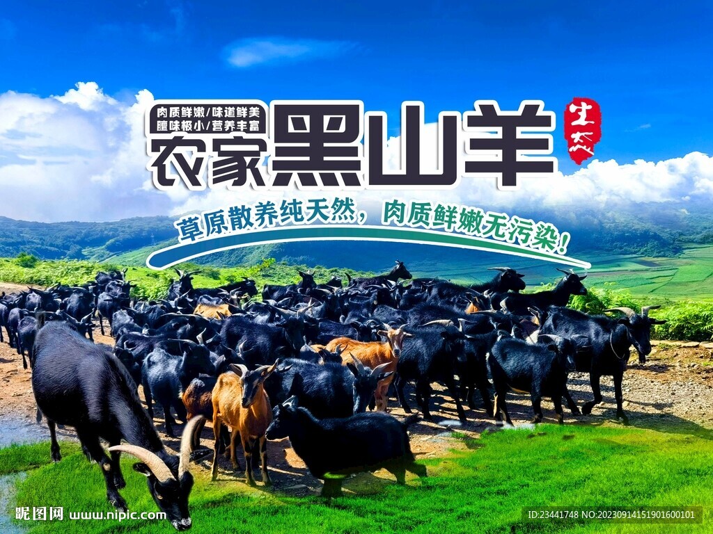農(nóng)家黑山羊