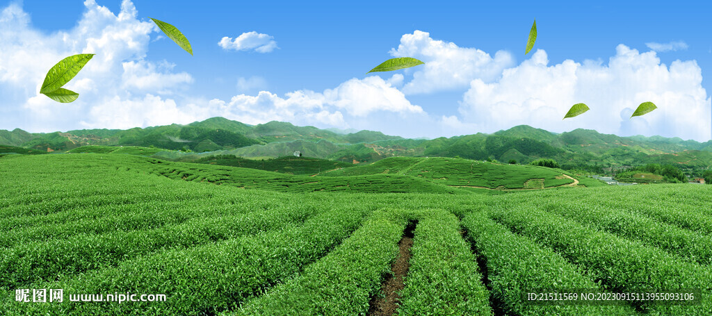 茶山
