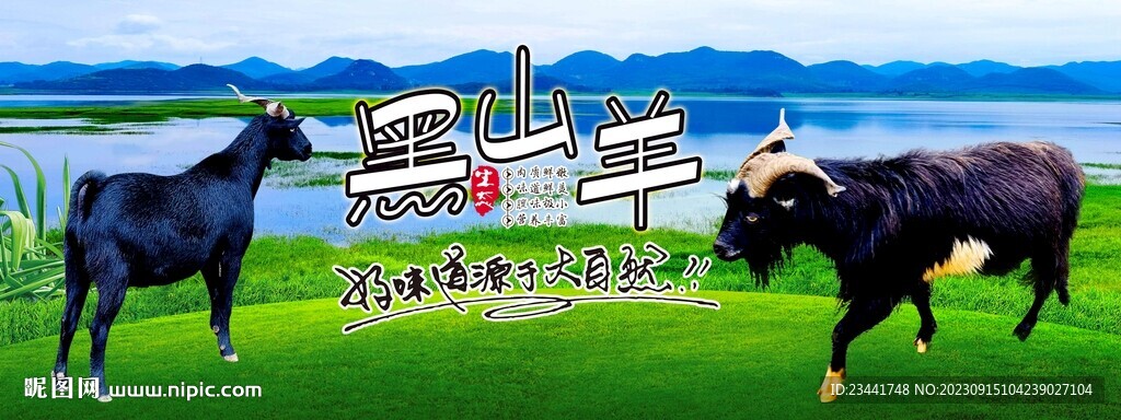 農家黑山羊 