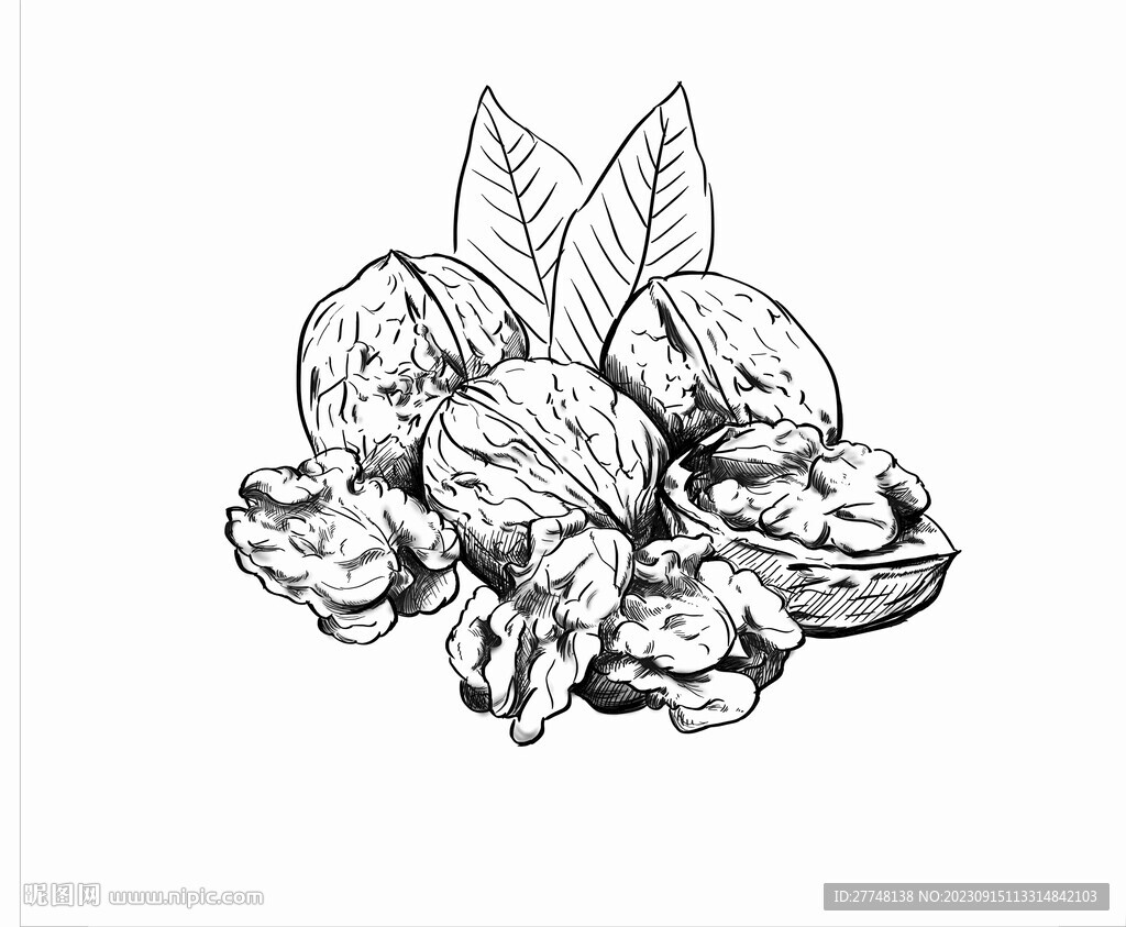 手繪核桃
