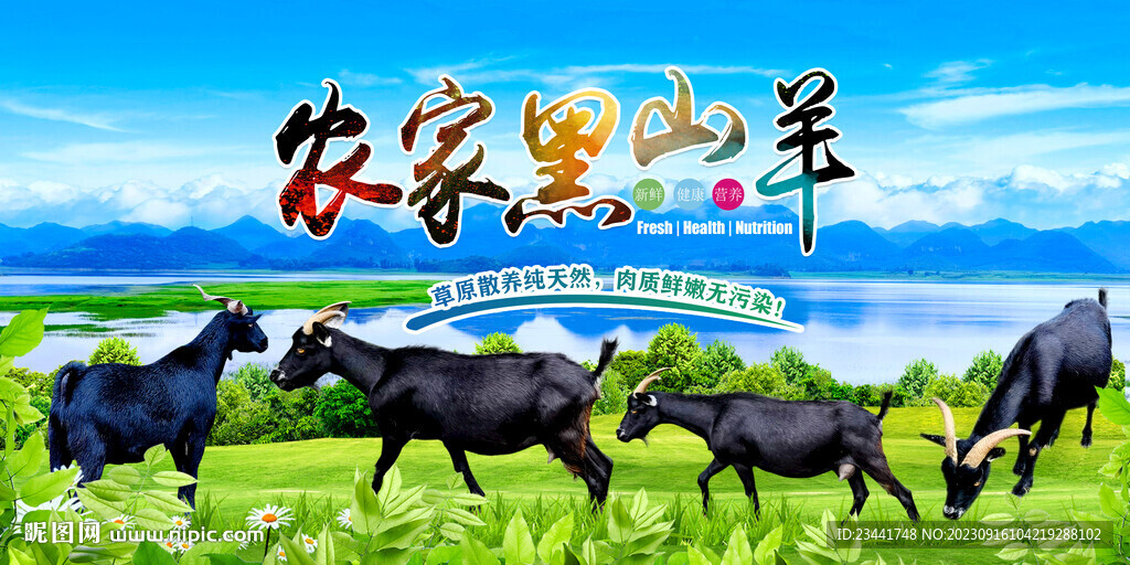 農家黑山羊