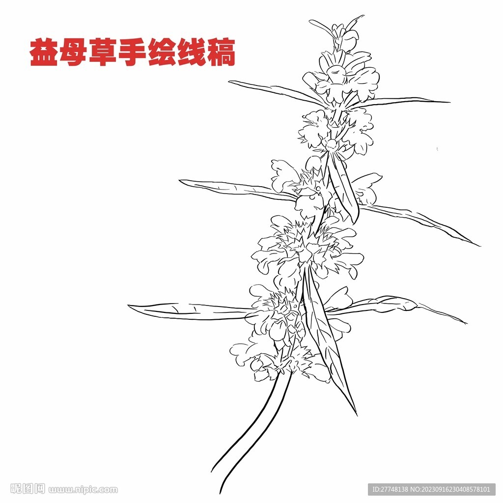 益母草線稿