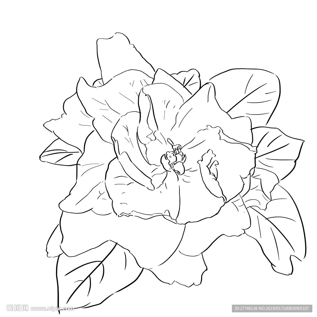 梔子花