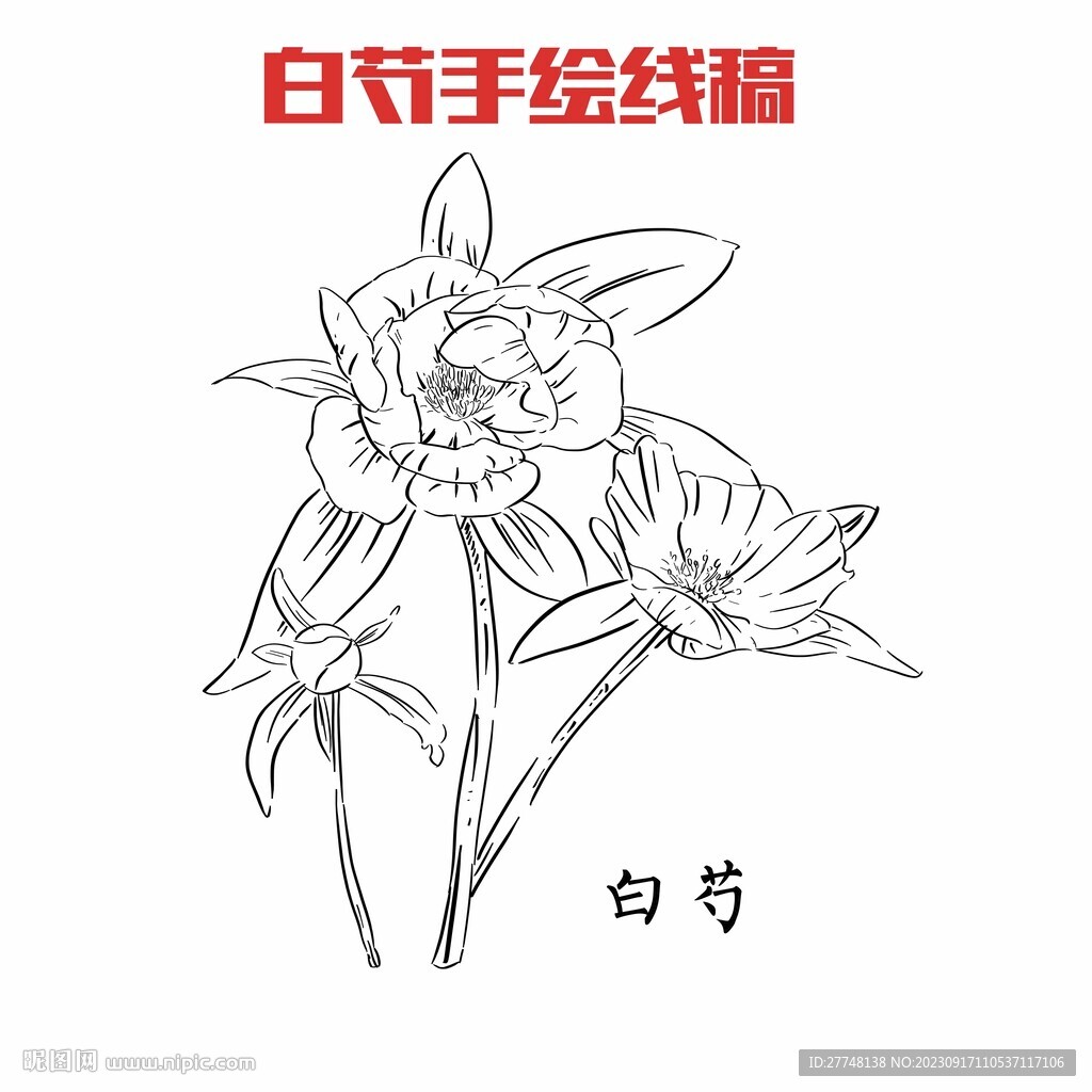 白芍