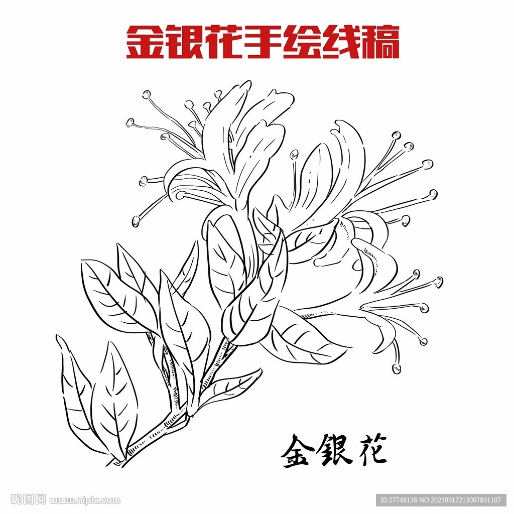 金銀花