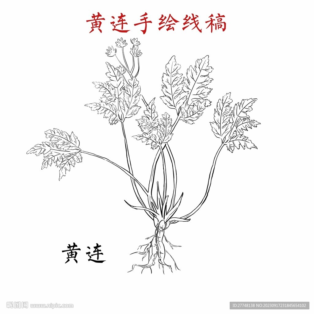 黃連手繪