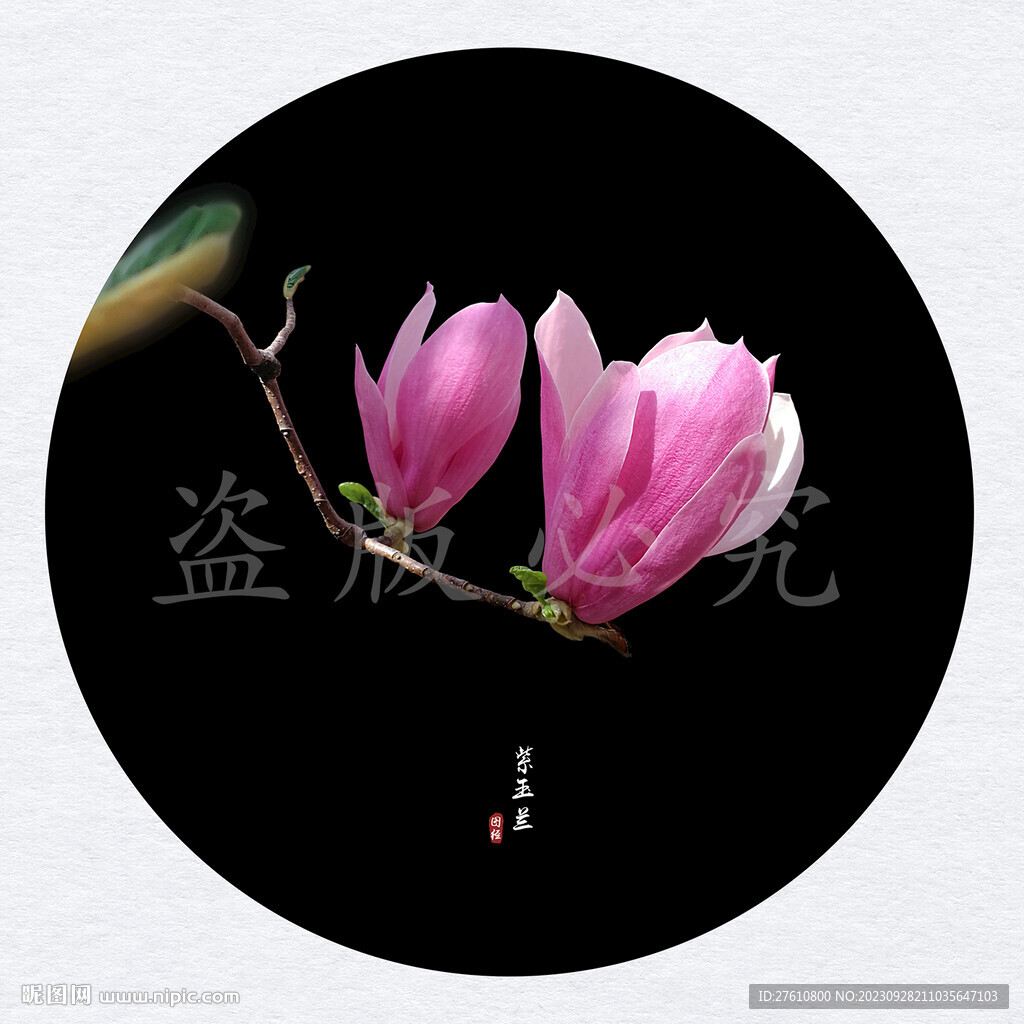 玉蘭花