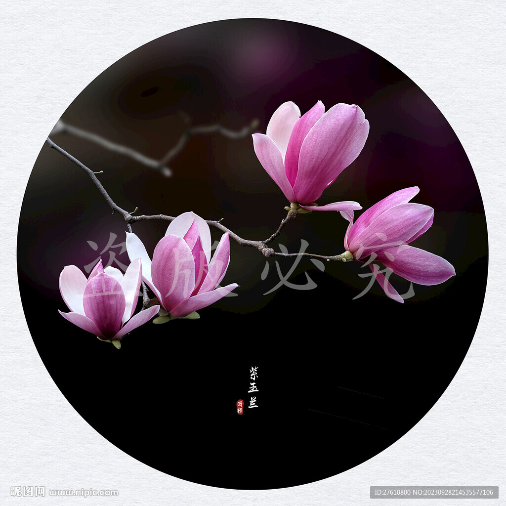 玉蘭花