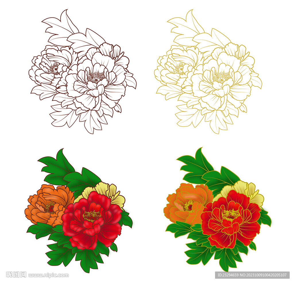 牡丹花 
