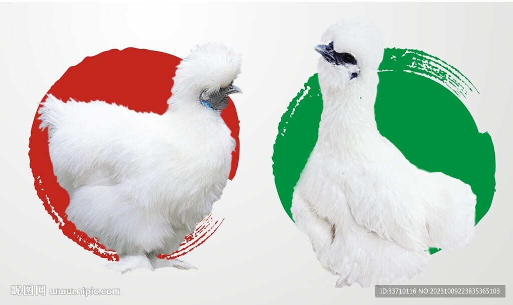 白鳳烏雞