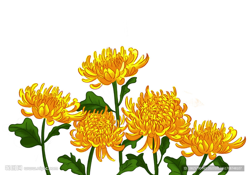 菊花插畫重陽節清明節祭祖鮮花