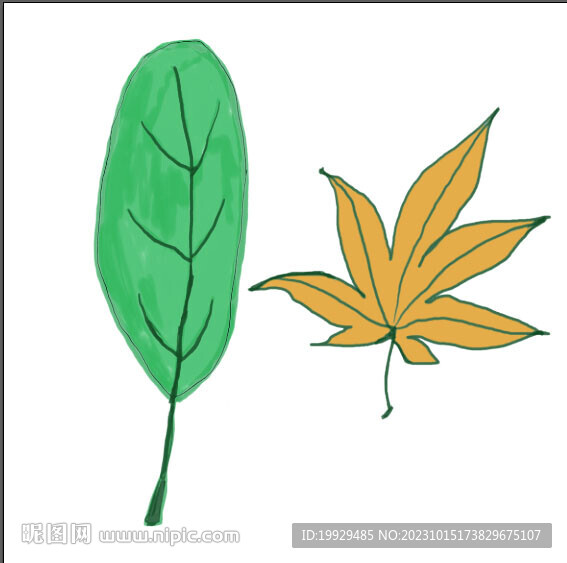 雙子葉植物葉片1