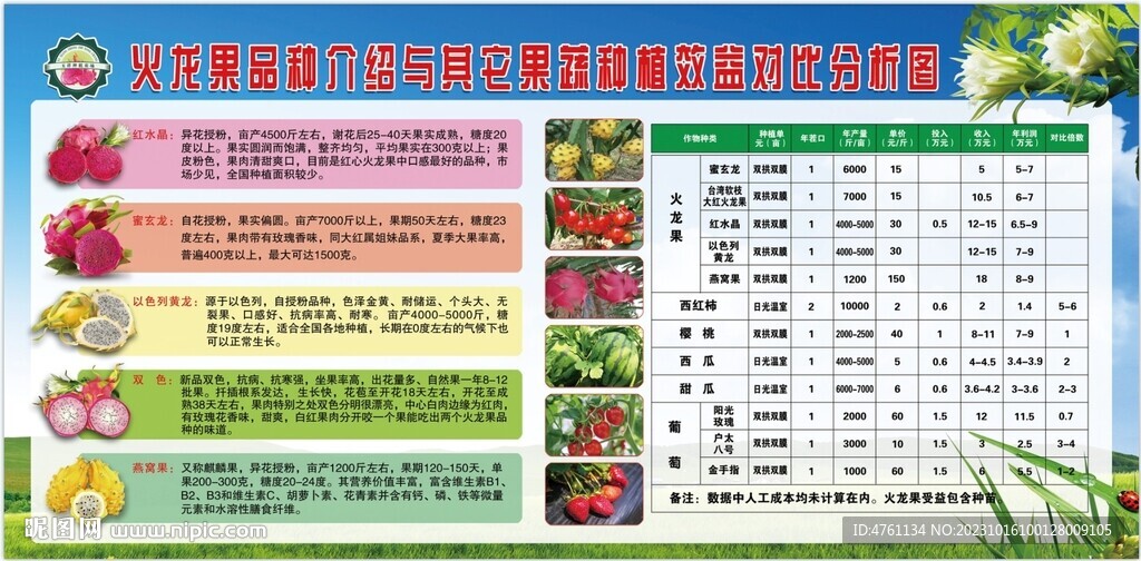 火龍果