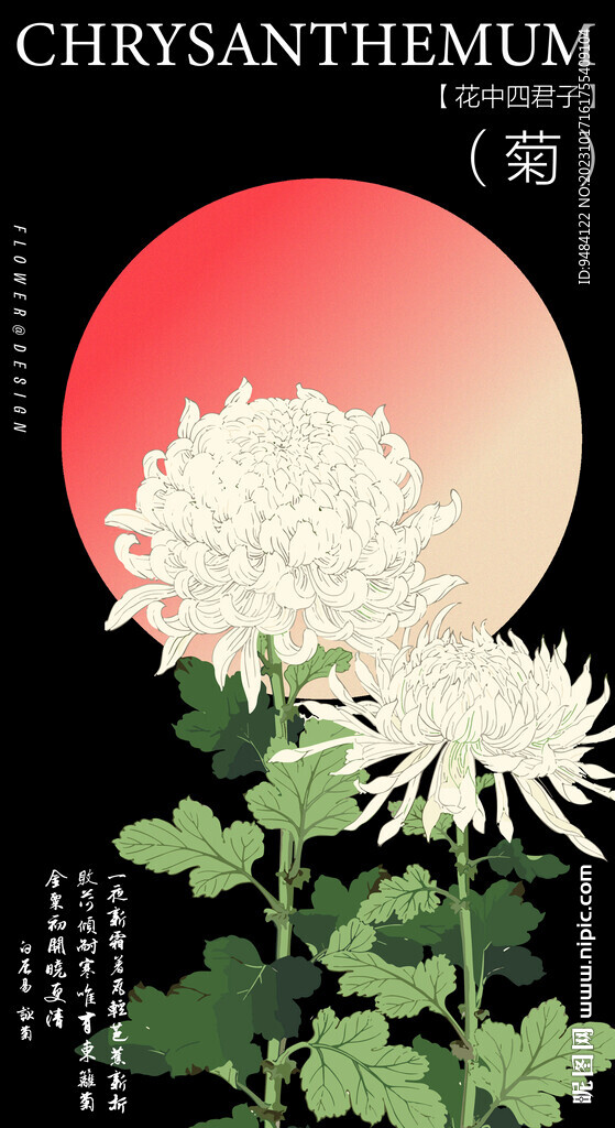 菊花