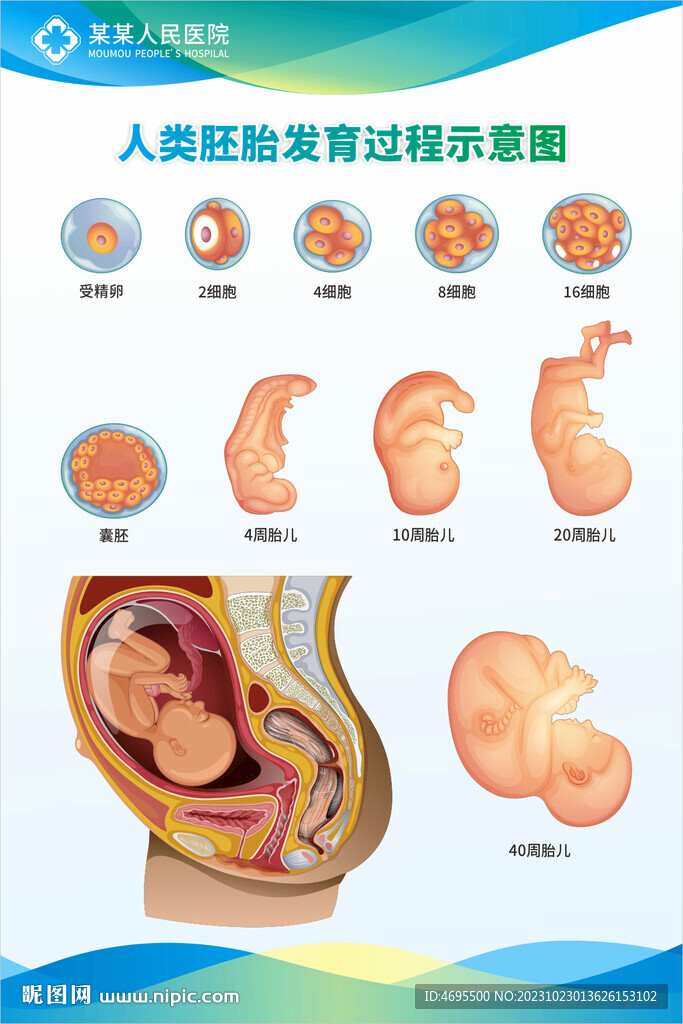 胎儿 胚胎生长发育过程